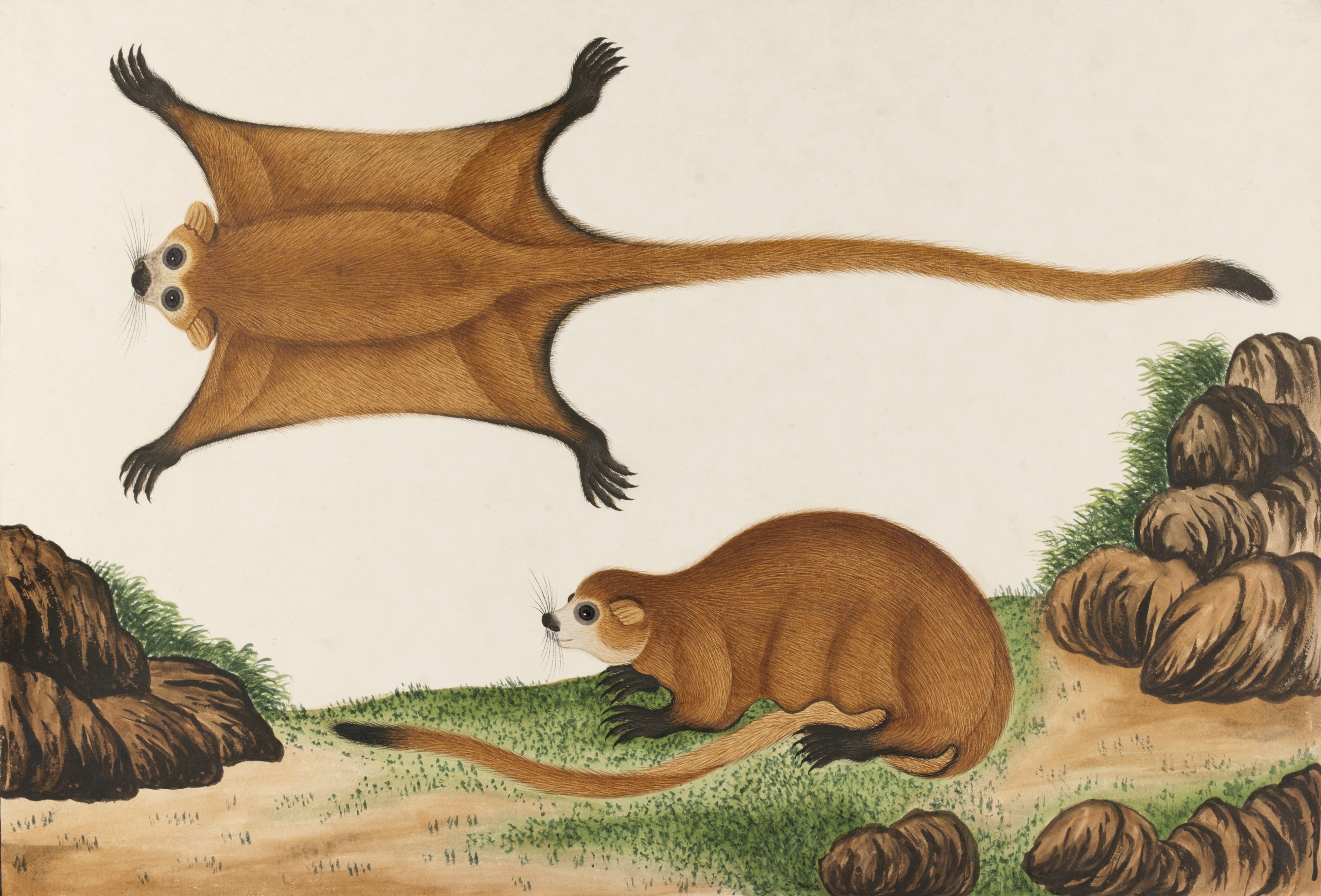 Canterbury Museum Opens Tails From The Coasts Singapore Wildlife Exhibition in Christchurch