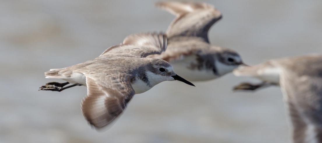 Canterbury Bird Owners Told to Prepare as H5N1 Bird Flu Risk Moves Closer to New Zealand